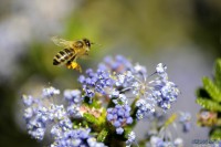 /album/macro/a0026302-ok-jpg/